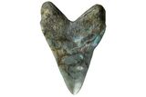 7.4" Realistic, Carved Labradorite Megalodon Tooth - Replica - Photo 2